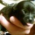 :iconkaellyn: