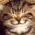 :iconkaetzsschchen:
