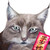 :iconkaevanzhou:
