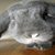 :iconkagdwarrior: