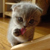 :iconkaikadragon: