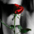 :iconkaindark: