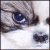 :iconkaiune:
