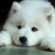 :iconkakashigirl923:
