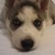 :iconkaken-louise: