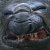 :iconkalamadeasidhe: