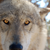 :iconkamiathewolf:
