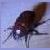 :iconkamikasebeetle: