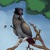 :iconkampfisken: