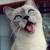 :iconkamsito: