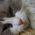 :iconkanchana12: