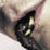 :iconkangaru: