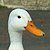 :iconkangzircon:
