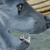 :iconkanigranchio:
