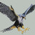 :iconkantus230: