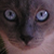 :iconkanyapi: