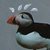 :iconkariwani: