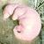 :iconkarmadragon:
