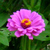 :iconkarmasgarden: