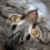 :iconkarpie: