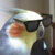 :iconkarrybird: