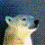 :iconkaru44: