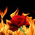 :iconkasarelf: