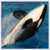 :iconkasatkasea: