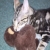 :iconkaseycujo: