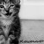 :iconkashemir1: