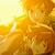 :iconkashi-shiddo: