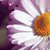 :iconkasialee: