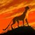 :iconkasilecheetahferalhe: