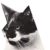 :iconkasimncea: