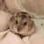 :iconkasine:
