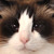 :iconkasumeh-chan:
