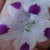 :iconkat11425-photography: