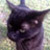 :iconkatawak: