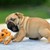:iconkatdragonstar: