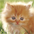 :iconkate-cat:
