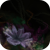 :iconkateastrophy: