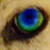 :iconkatelandpricer: