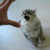 :iconkatelyntehfluffy: