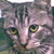 :iconkatgirl4evah: