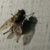 :iconkatha-strophe: