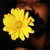 :iconkatherinebernice:
