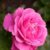 :iconkathryn19: