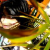 :iconkathz-r: