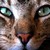 :iconkatica22:
