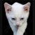 :iconkatie-green: